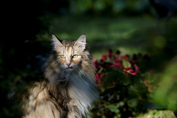Naklejka na ściany i meble A norwegian forest cat female sitting in shadows