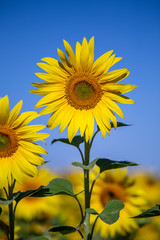 Naklejka premium Beautiful landscape with sunflower field over blue sky