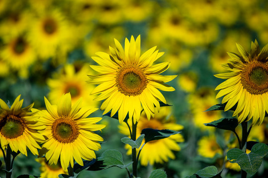 Beautiful landscape with sunflower field. Field of sunflowers background