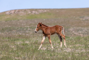 Naklejka na ściany i meble Cute Wild Horse Foal in Utah