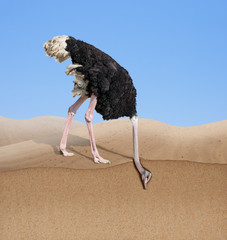 ostrich with head burying in sand concept