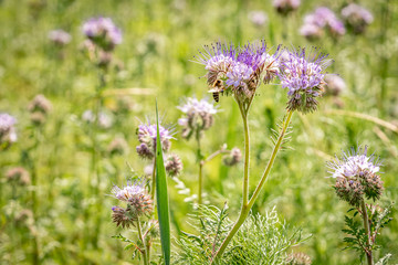 Phacelia