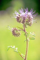 Phacelia