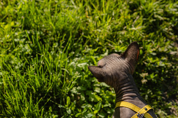 Grey spynx cat on a leash. Grey cat walking in the green field . Yellow leash.