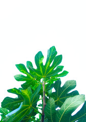 Fig tree leaves isolated on pale white sky background.