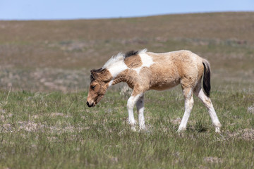 Cute Wild Horse Foal in Utah