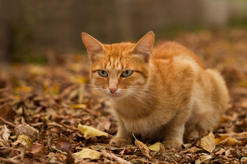 Obraz premium Sad red cat in autumn park. Homeless cat.