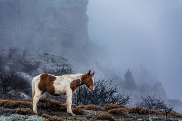 Horse grazing in the fog in the mountains
