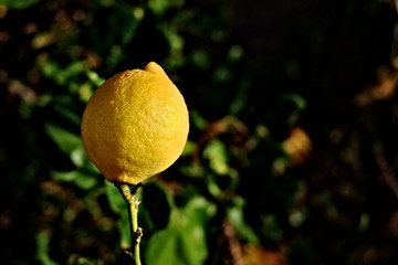 Saturated lemon citrus fruit on dark floral background.
