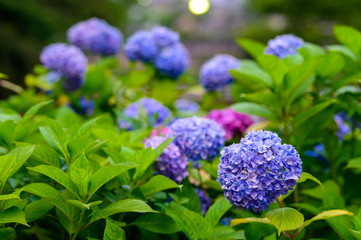 満開の紫陽花