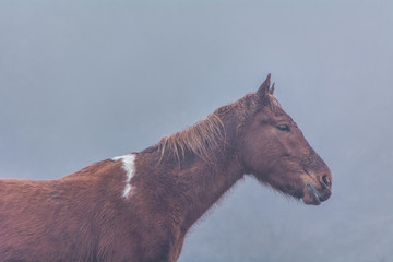 Horse portrait in the fog in the mountains