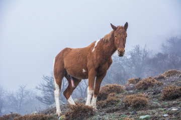 Horse with an excited penis. Looks at you steadfastly. Looking at you with lust