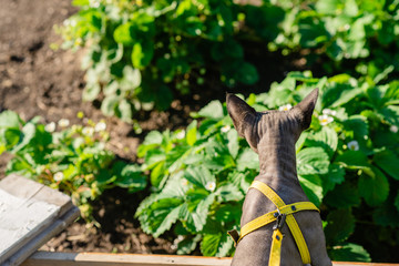 Grey spynx cat on a leash. Grey cat walking in the green field . Yellow leash.