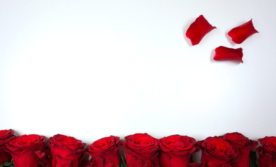 Red roses romantic background for valentine's day etc on white background
