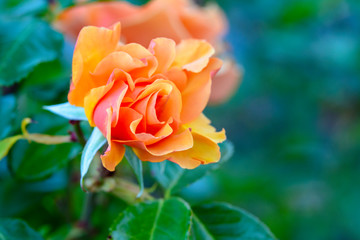 Beautiful orange rose bloomming in the garden