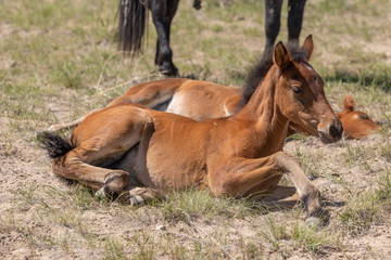 Obraz na płótnie Canvas Cute Wild Horse Foal in Utah