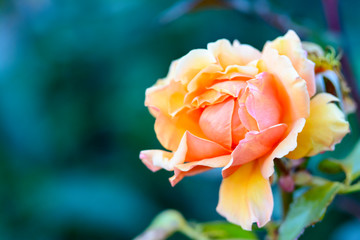 Beautiful orange rose bloomming in the garden