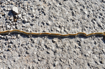 Pine shoot moth