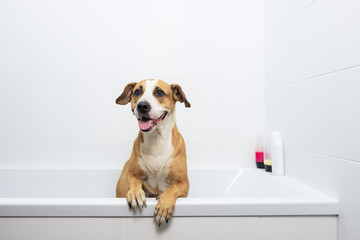 Cute dog posing in a bathtub, waiting to get washed. Bathing home pets concept: loyal staffordshire...