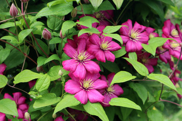 clematis