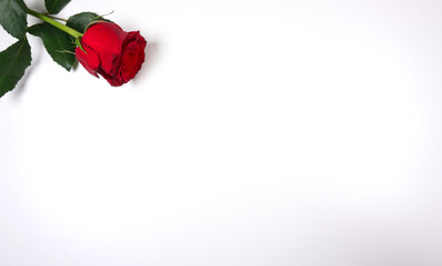 Red rose isolated on white background with copy space for your own text