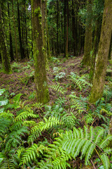 Forest around Canary's Lagoon on Sao Miguel Island, Azores archipelago