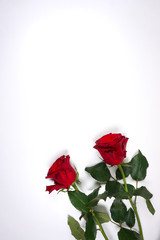 Red roses for valentine's day or mothers day or just for love at white background with space for your own text