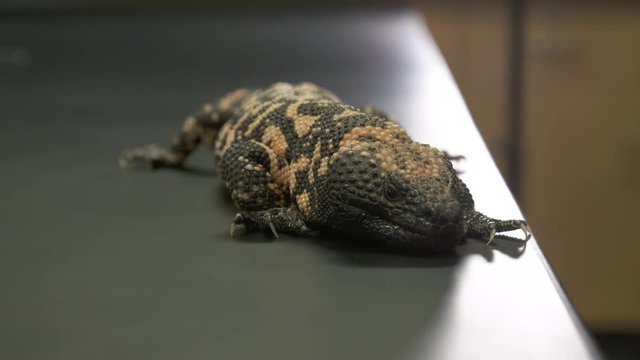 Handheld, medium close up shot of a gila monster crawling on a table.