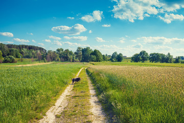 Rural landscape in sunny day. Dirt road among the fields. Dog walking on the road