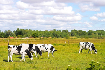 milk cow with udders grazing in green field eating herb