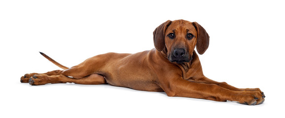 Cute weaten Rhodesian Ridgeback puppy laying down side ways. Looking to lens with sweet eyes and...