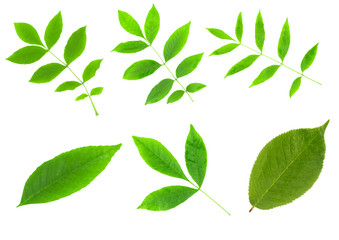 Collage of green leaves of maple and birch isolated on white background