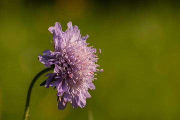 Purple field scabious (Knautia arvensis) on a medow with bees (Apis mellifica)