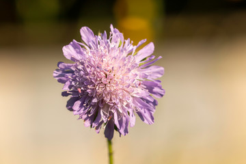 Purple field scabious (Knautia arvensis) on a medow with bees (Apis mellifica)