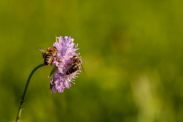 Purple field scabious (Knautia arvensis) on a medow with bees (Apis mellifica)