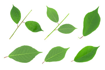 Obraz premium Green leaves isolated on white background