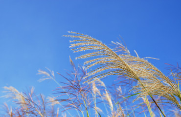 Grass and sky