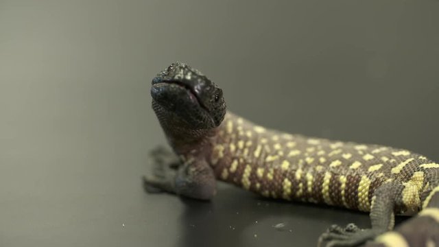Handheld, medium close up shot of a gila monster trying to bite a hand, you can see the saliva and venom in its mouth.