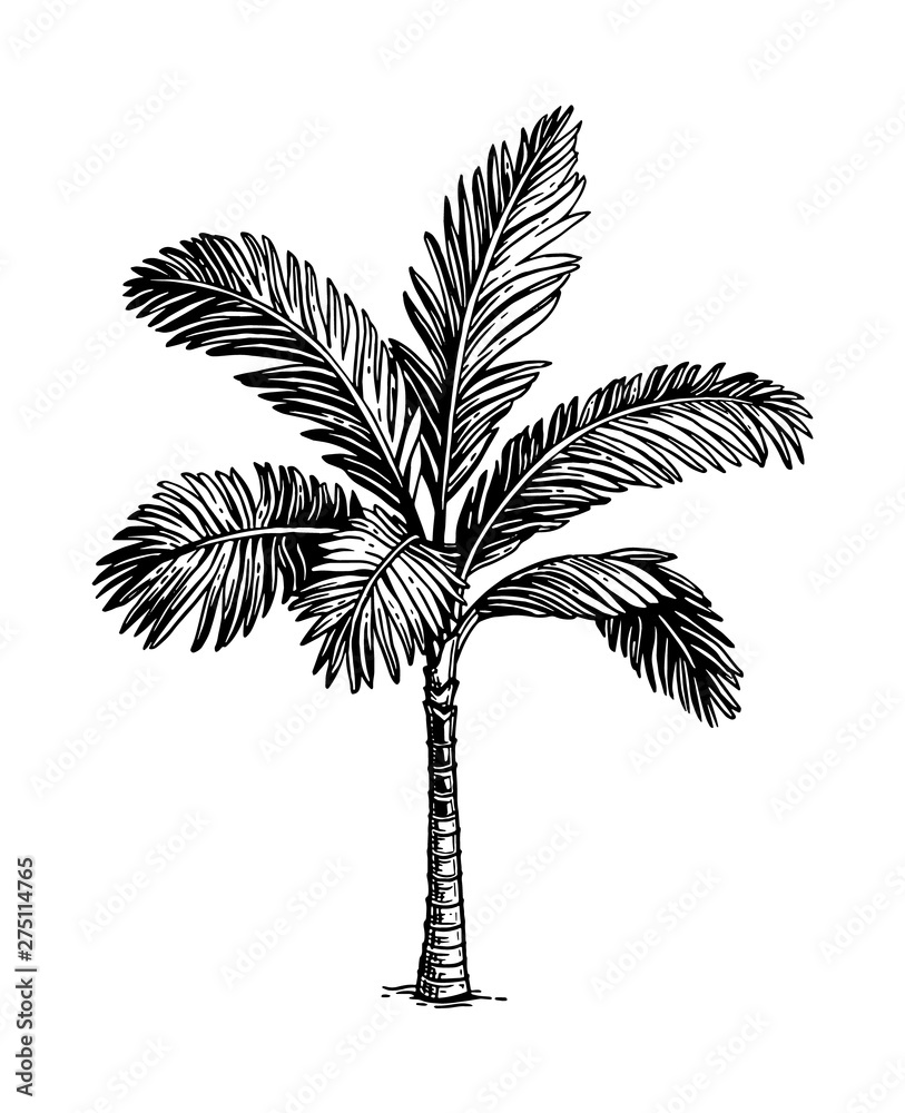 Poster ink sketch of palm tree.