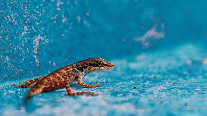 La mirada de una peque lagartija