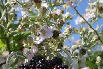 Brombeeren vor einem blühenden Brombeerbusch