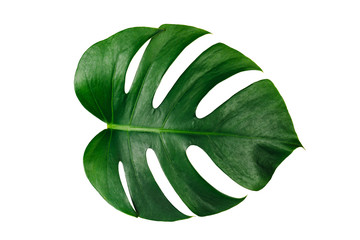Monstera green leaf isolated on white background with clipping path for summer and spring design...