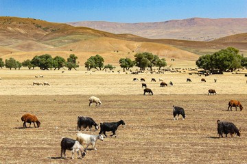 Ziegen- und Schafherde in trockener Landschaft mit alten Bäumen und braunen Hügeln in der östlichen Türkei im Hintergrund. 