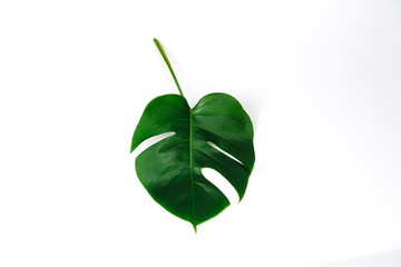 Monstera green leaf isolated on white background.