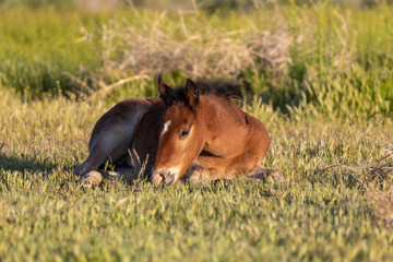 Fototapeta na wymiar Wild horse Foal in Spring in Utah
