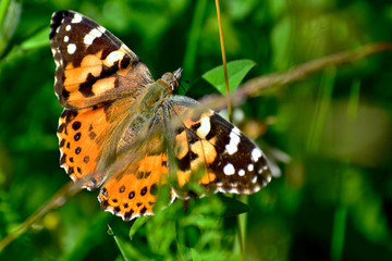 Closeup of a fritillary butterfly feeding in springtime