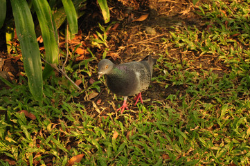 Little pigeons in the park