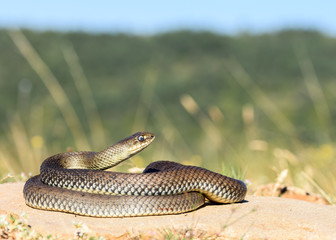 male montpellier snake in nature