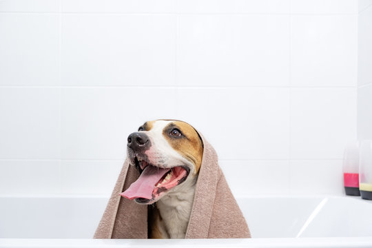 Portrait of a dog in a bathtub wrapped in a towel. Giving a bath to home pets concept: funny dog covered in towel in white minimalistic bathroom