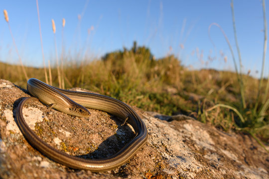 Western three-toed skink (Chalcides striatus).